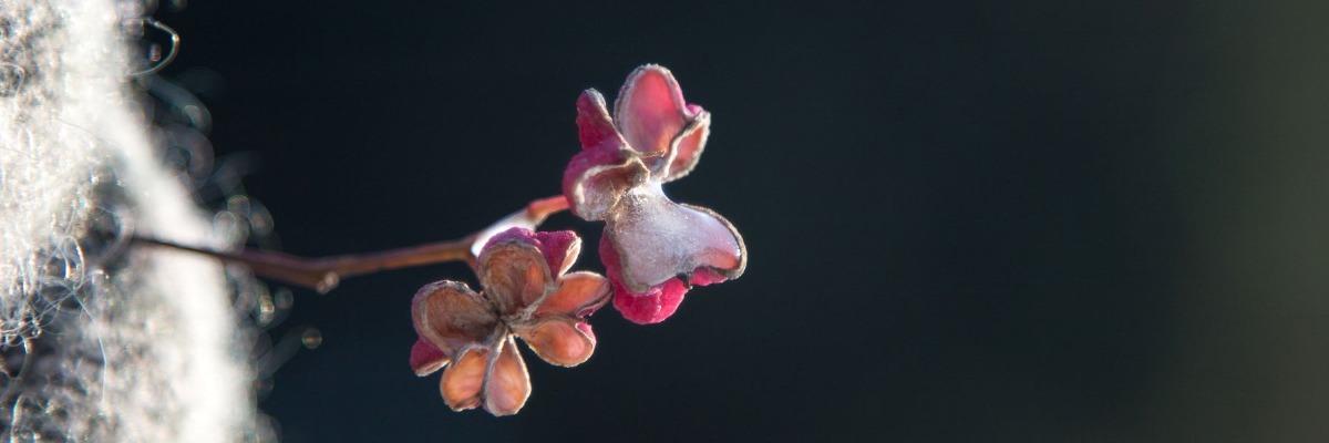 POMOC PSYCHOLOGICZNA ANNA SKOBIEJ-STASZEWSKA baner